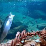 超綺麗な川の魚釣って食べた【おろキャン△】