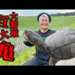 巨大亀大の聖地でカミツキガメを釣る！印旛沼水系のカミツキガメはこうやって釣る