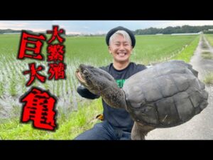 巨大亀大の聖地でカミツキガメを釣る！印旛沼水系のカミツキガメはこうやって釣る