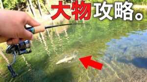 【大物連発】デカマスだらけの池をいろんな釣り方で攻略する動画【エリアトラウト 管理釣り場 イワナセンター】