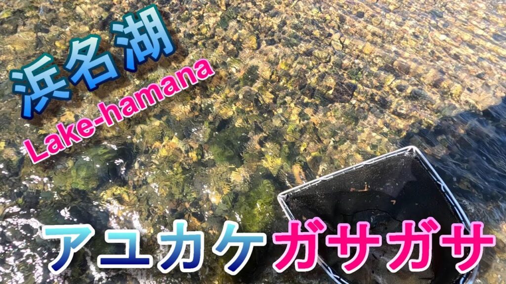 久し振りの浜名湖ガサ