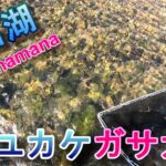 久し振りの浜名湖ガサ