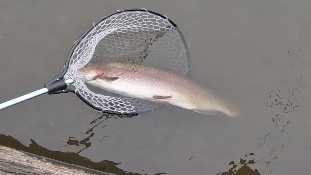 バケモノ降臨！！東山湖モンスターフィッシュ現る！