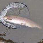 バケモノ降臨！！東山湖モンスターフィッシュ現る！