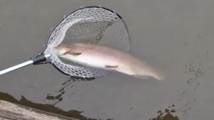 バケモノ降臨!!東山湖モンスターフィッシュ現る!