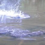 ″ 水深１０ｃｍの沼 ″で、釣りをしたらとんでもない事態になったｗｗｗ