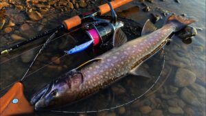 数年ぶりにスピニングで川釣り