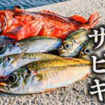 堤防からアジが簡単に釣れる、この釣りがすごかった【餌釣り】