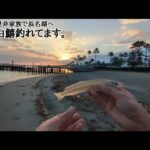 浜名湖落ちキス狙い良型がファミリーさんで楽しく釣行出来る釣りポイント🐟【浜名湖釣り】🎣