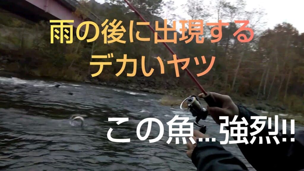 北海道 渓流釣り 豊平川 雨の後はニジマスやアメマスの大物があちこちで現れマス‼️