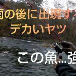 北海道 渓流釣り 豊平川 雨の後はニジマスやアメマスの大物があちこちで現れマス‼️