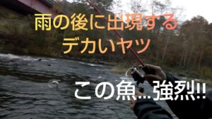 北海道 渓流釣り 豊平川 雨の後はニジマスやアメマスの大物があちこちで現れマス‼️