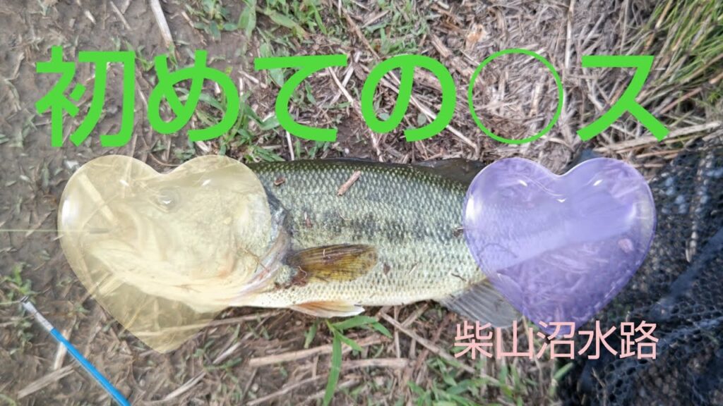 初めて柴山沼水路で釣りしたら…！！？