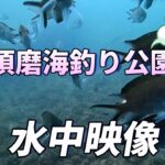 再開！須磨海釣り公園の水中映像　すごい魚も
