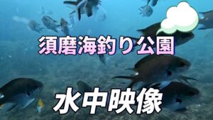 再開!須磨海釣り公園の水中映像 すごい魚も