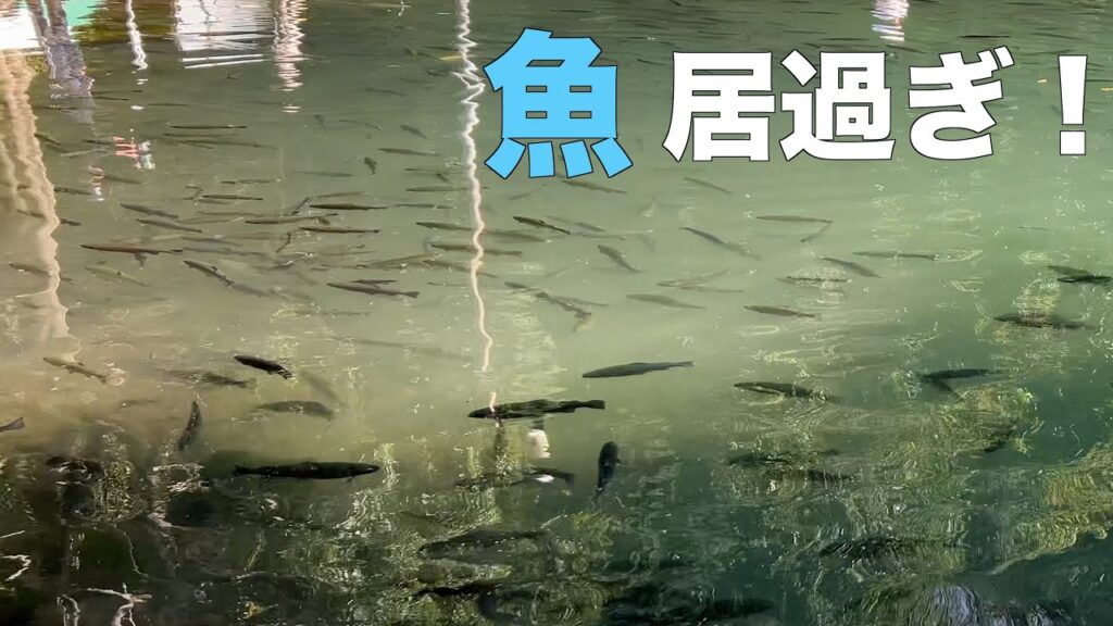 偶然訪れた管理釣り場の魚影がヤバすぎた！