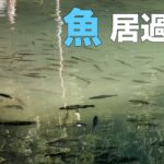 偶然訪れた管理釣り場の魚影がヤバすぎた！