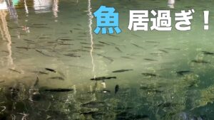 偶然訪れた管理釣り場の魚影がヤバすぎた！