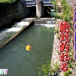 水路の出口でウキ釣りしたら、入れ食いだった！