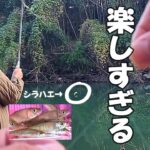 【川釣り】ウキ釣り　仕掛け作りから釣り方まで【小物釣り、シラハエ、カワムツ】