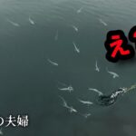 【お祭り騒ぎ！！】全部⚪︎⚪︎、とんでもねぇヤバい海に遭遇する 車中泊釣り旅三日目の夫婦