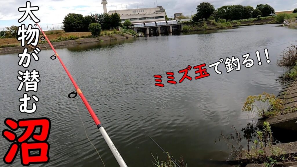 大物が潜む沼で釣り・・・　そして肉食魚に支配された川で釣り