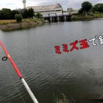 大物が潜む沼で釣り・・・　そして肉食魚に支配された川で釣り