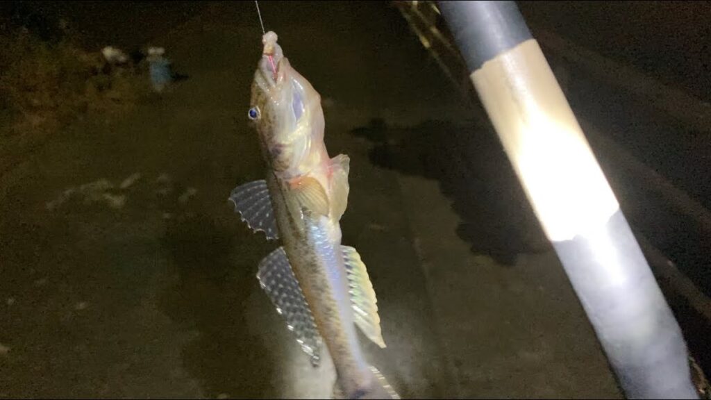 鶴見川でハゼの夜釣り。２０２４年１１月１３日。釣果と現状の報告。型の良いマハゼ９匹（１８センチが５匹）、ウロハゼ（小）１０匹。マハゼは遅い時間は食いが渋かったので現時点では深夜より夕まずめが狙い目か？