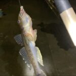 鶴見川でハゼの夜釣り。２０２４年１１月１３日。釣果と現状の報告。型の良いマハゼ９匹（１８センチが５匹）、ウロハゼ（小）１０匹。マハゼは遅い時間は食いが渋かったので現時点では深夜より夕まずめが狙い目か？