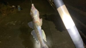 鶴見川でハゼの夜釣り。2024年11月13日。釣果と現状の報告。型の良いマハゼ9匹(18センチが5匹)、ウロハゼ(小)10匹。マハゼは遅い時間は食いが渋かったので現時点では深夜より夕まずめが狙い目か?