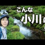 【渓流釣り】誰も来ない小さな沢が、大イワナの楽園だった | 極小の沢にも魚はいる！