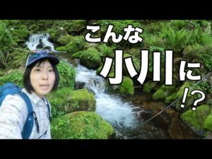 【渓流釣り】誰も来ない小さな沢が、大イワナの楽園だった | 極小の沢にも魚はいる！