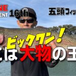 【五頭フィッシングパーク】ビックワントーナメント ここは大物の王国 #五頭フィッシングパーク #ビックワントーナメント #ここは大物の王国 #ビックワン #管釣り #エリアトラウト