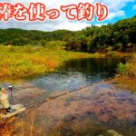 秋に増水するダムでロマン溢れるヘラブナ釣り！【岩手県花巻市 田瀬湖】