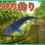 【釣り】急に晴れたので近くの川へ【サバイバル】
