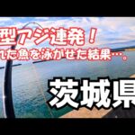 茨城県 尺アジ狙いの堤防アジ釣り調査した結果…良型アジ連発！釣れた魚を泳がせたら即リリース必須の青物が…。