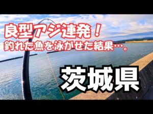 茨城県 尺アジ狙いの堤防アジ釣り調査した結果…良型アジ連発！釣れた魚を泳がせたら即リリース必須の青物が…。