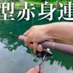 山奥の秘境の池には極上ブランドサーモンがウヨウヨ泳いでいる【エリアトラウト】【管理釣り場】