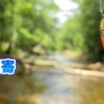 【渓流ルアー】オショロコマが最も釣れるシーズンに釣りに行ったらかつてないほど釣れすぎた【北海道遠征⑦】