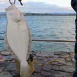 南浜名湖の釣り　中汐　魚釣れています