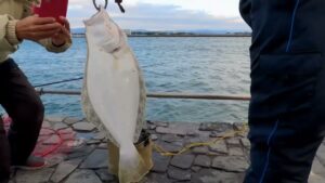 南浜名湖の釣り　中汐　魚釣れています
