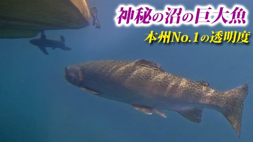 本州で最も透明な沼に潜む巨大魚を釣りにいったらヤバすぎた【エリアトラウト・菅沼・丸沼・管理釣り場】