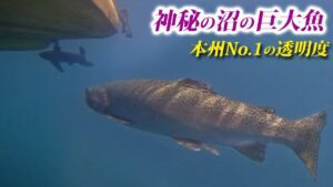 本州で最も透明な沼に潜む巨大魚を釣りにいったらヤバすぎた【エリアトラウト・菅沼・丸沼・管理釣り場】