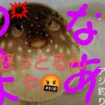 １１月中旬　静岡県浜名湖砂揚場　堤防サビキ釣り　アジ釣り　アンガーマネジメント必要？わいはなあ怒っとるんや！
