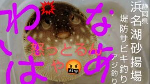 １１月中旬　静岡県浜名湖砂揚場　堤防サビキ釣り　アジ釣り　アンガーマネジメント必要？わいはなあ怒っとるんや！