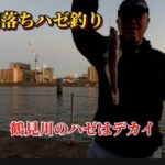 【鯵まるチャンネル】鶴見川落ちハゼ釣り‼️  鶴見川のハゼはデカイ‼️  鶴見川で嬉しい外道も😊