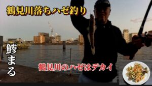【鯵まるチャンネル】鶴見川落ちハゼ釣り‼️  鶴見川のハゼはデカイ‼️  鶴見川で嬉しい外道も😊