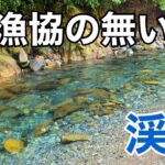 【渓流釣り】漁協の無い川に渓魚は居るのか