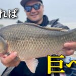 滅多に釣れない公園の野池で奇跡的に巨ベラを釣り上げた！【近藤沼　へらぶな釣り】