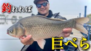 滅多に釣れない公園の野池で奇跡的に巨ベラを釣り上げた！【近藤沼　へらぶな釣り】